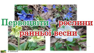 Первоцвіти  - рослини ранньої весни