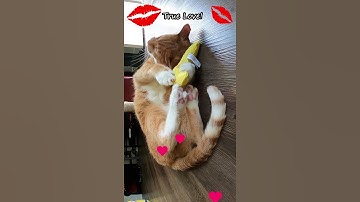 CATS GO BANANAS 😺💗🍌| Cats Versus Bananas | Sassy Kitty Cats | Funny Cat Video #Shorts