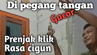 VIRAL !!!! p.klik rasa cigun gacor di tangan