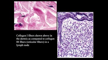 Connective Tissue   Part 2