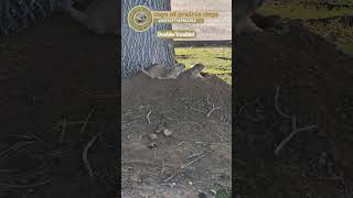 days of prairie dogs [day 465] seeing double #prairiedog #wildlife #ytshorts #trending  #cuteanimals