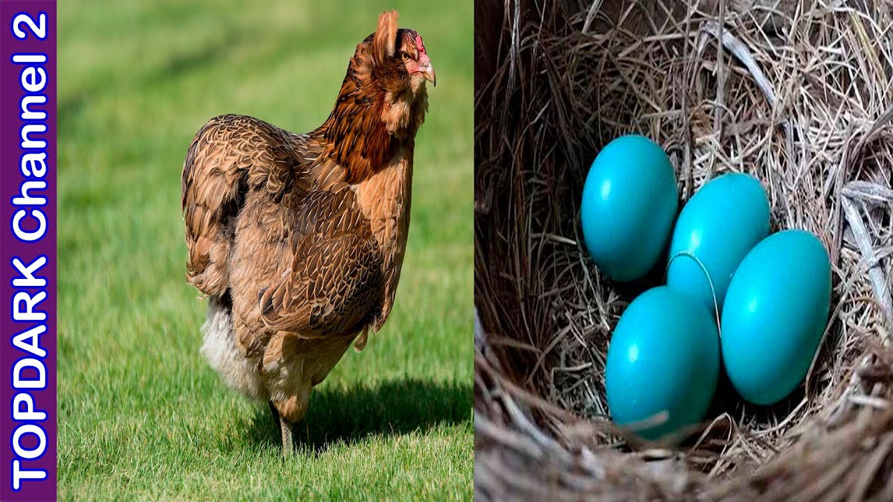 Cuando dejan de poner huevos las gallinas