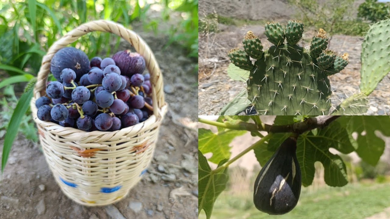 بدء موسم العنب والكرموس على واد غيس إقليم الحسيمة 2025 #واد_غيس