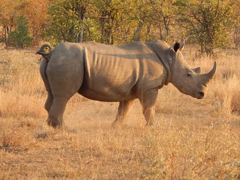 Videó: A legjobb idő a Kruger Nemzeti Park meglátogatására