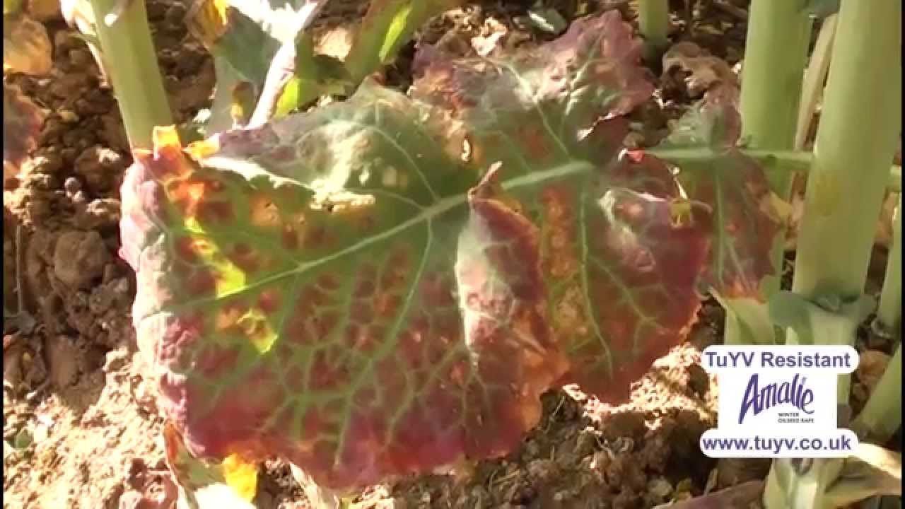 Turnip Yellows Virus (TuYV) Threats and Solutions YouTube
