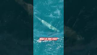 Huge fish found in the ocean #fishing #shorts #short #shortvideo
