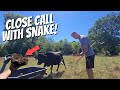 COPPERHEAD SNAKE IN A COW PIE!