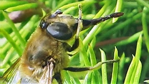 Hoverfly Preening on Evergreen - November 2, 2015