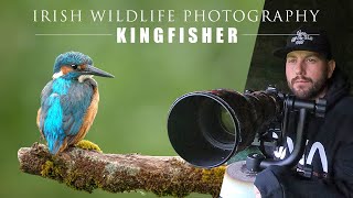 Kingfisher  Irish Wildlife Photography (Bird Photography with Nikon Z6 II)