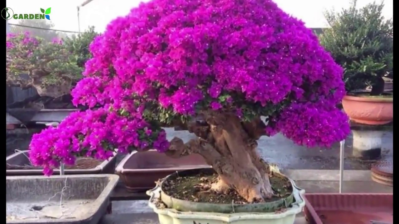 Top 50 bonsai bông giấy đẹp nhất thế giới/Top 50 most beautiful ...