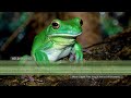 White-lipped Tree Frog Call &amp; Sounds