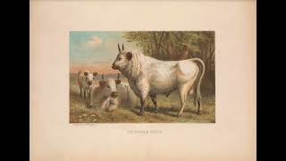 Cattle Domestication Re Upload