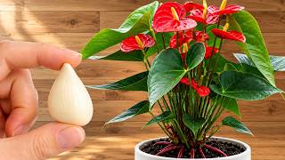 Just Garlic! Anthuriums Grow Strong Roots & Bloom All Year Naturally screenshot 4