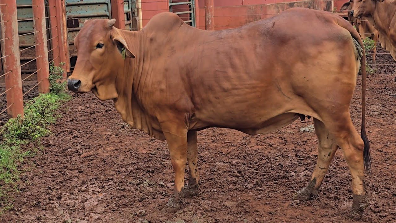 🟢 A VENDA SINDI - SEM REGISTRO - Vacas mansas e bem criadas = preço especial 