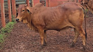🟢 A VENDA SINDI - SEM REGISTRO - Vacas mansas e bem criadas = preço especial 