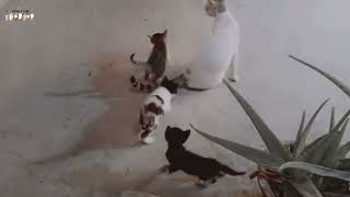 Cheeku Moves Her Kittens | Part 2 |  My Cat Family | Sehar & Cats