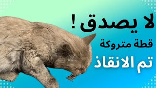 ماذا يحدث للقطط اذا تركت خارج البيت