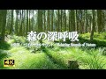 ゆふいんの森で静かに安らぐ秋の音に耳を澄ます|ヨガ、リラクゼーション、睡眠【ASMR 4K】
