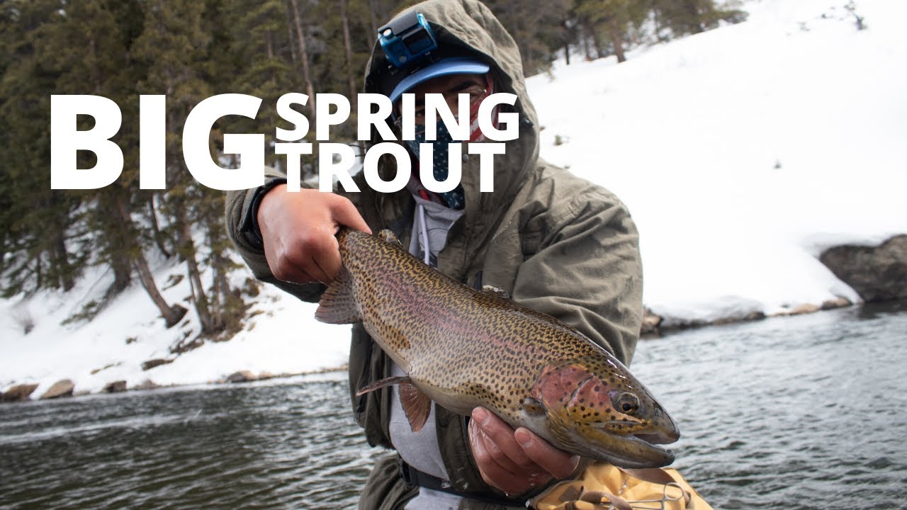 CRAZY Fishing for BIG TROUT Fly Fishing for Trout in Colorado YouTube