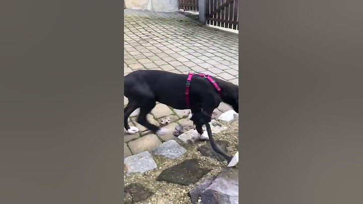 Hund mit Prothese