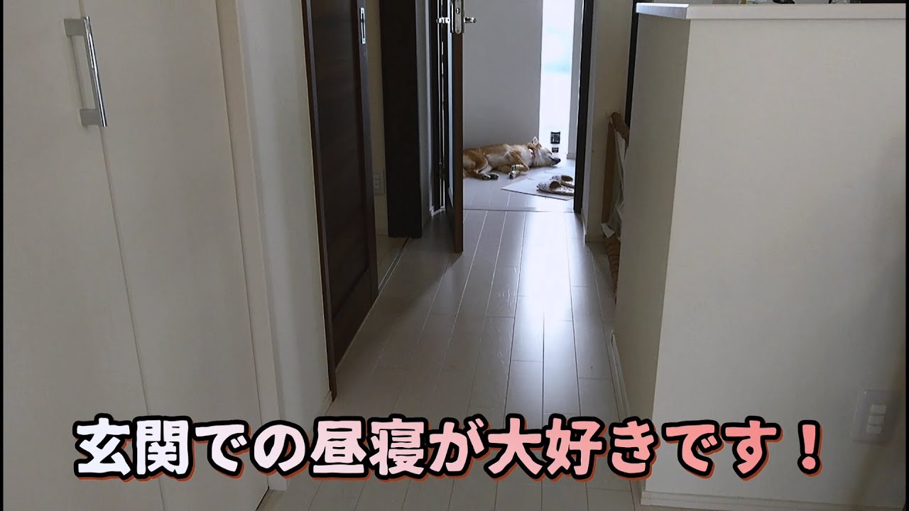 玄関で寝る犬！だん君は玄関での昼寝大好きだね！ YouTube