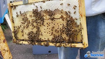 BeeVac.com - Swarm trap success