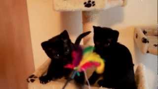 Бомбейская кошка Бомбейская кошка