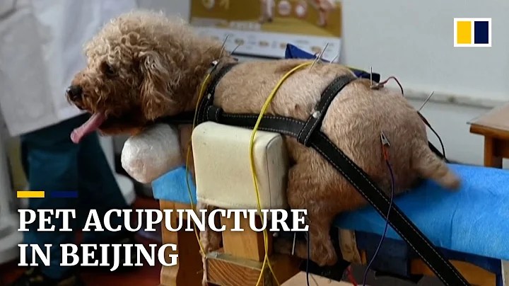 Beijing pet owners turn to traditional Chinese medicine with pooch acupuncture - DayDayNews