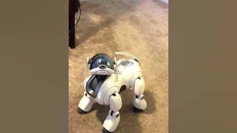 Aibo responding to commands