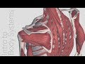 Muscle Types and Functions in the Human Body