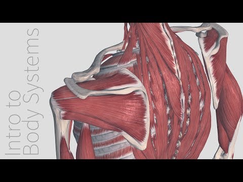 Introduction to the Muscular System - Animated Tutorial | Complete Anatomy