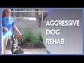 Aggressive Dog Rehab Solid K9 Training