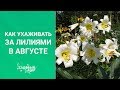 Как ухаживать за лилиями в августе