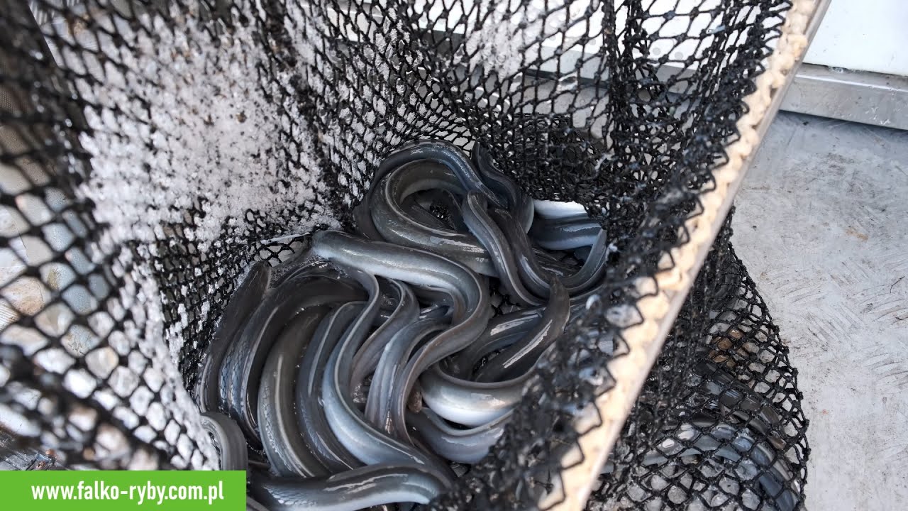 FALKO-FISH 🐟 zarybianie jeziora Wiżajny narybkiem węgorza - wrzesień 2022