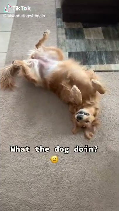 Adventuring with Nala compilation On Tiktok #adventuring #nala #golden #tiktok