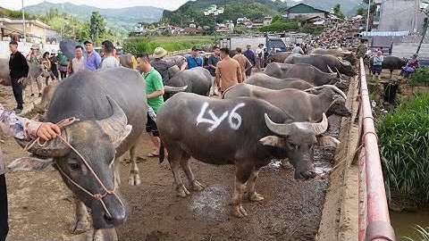 CHỢ TRÂU LỚN NHẤT TÂY BẮC CẬP NHẬT GIÁ TRÂU BÒ MỚI NHẤT TẠI CHỢ TRÂU BẮC HÀ LÀO CAI
