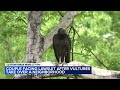 Vulture Swarms In NC Neighborhood Escalates To Town Lawsuit 