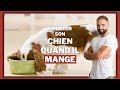 Pourquoi embter son chien quand il mange 