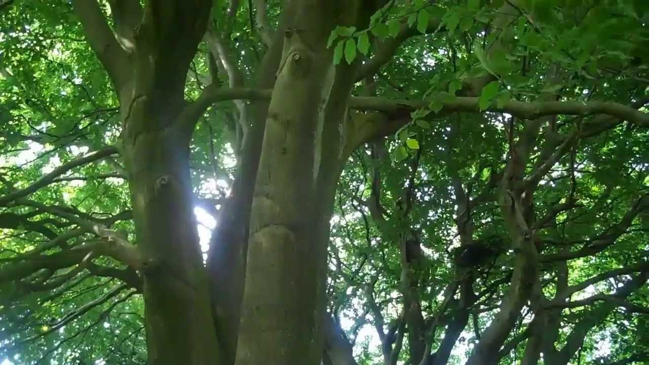 Watch Black Swan Lane - In the Ether on YouTube Watch Black Swan Lane - In the Ether on YouTube