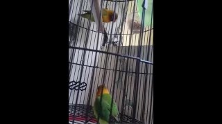 Download Lagu lovebird betina sardot . Lovebird betina suara minor . Lovebird betina nada kering MP3