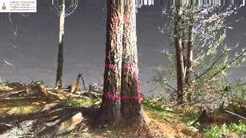3D laser scan of Forest- SURVEY SOLUTIONS