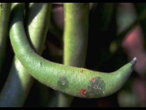 Video: Symptoms Of Common Blight In Beans - Tips On Bacterial Bean Blight Treatment