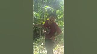 cari kayu bakar bersama ayah