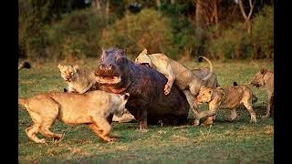 Lions Vs Hippos (Documentary)(Turf Wars)