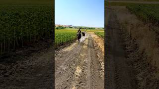 At Binme Doğa Manzara Videoları Horse Binicilik At Çiftliği Atlıspor