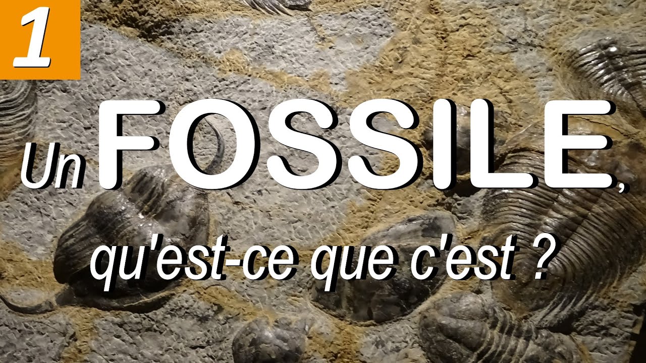 FOSSILES - Définition (par Mme RUAULT-DJERRAB) - YouTube