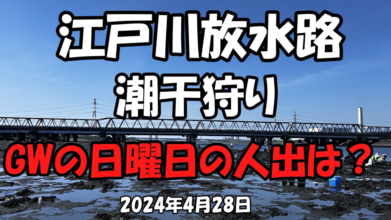 江戸川放水路潮干狩り(2024年04月28日)
