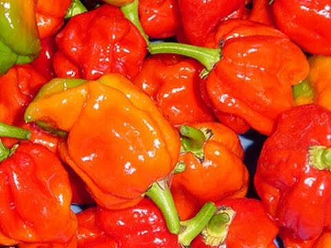 HOTTEST PEPPERS IN THE WORLD! -- BOAT #8