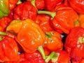 HOTTEST PEPPERS IN THE WORLD! -- BOAT #8