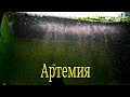 Как вывести артемию из яиц/How to get artemia out of eggs